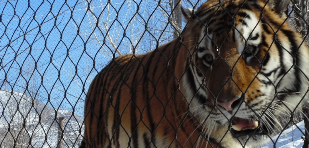 Direito dos Animais Tigre Preso