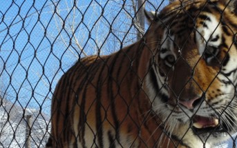 Direito dos Animais Tigre Preso