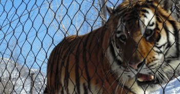 Direito dos Animais Tigre Preso